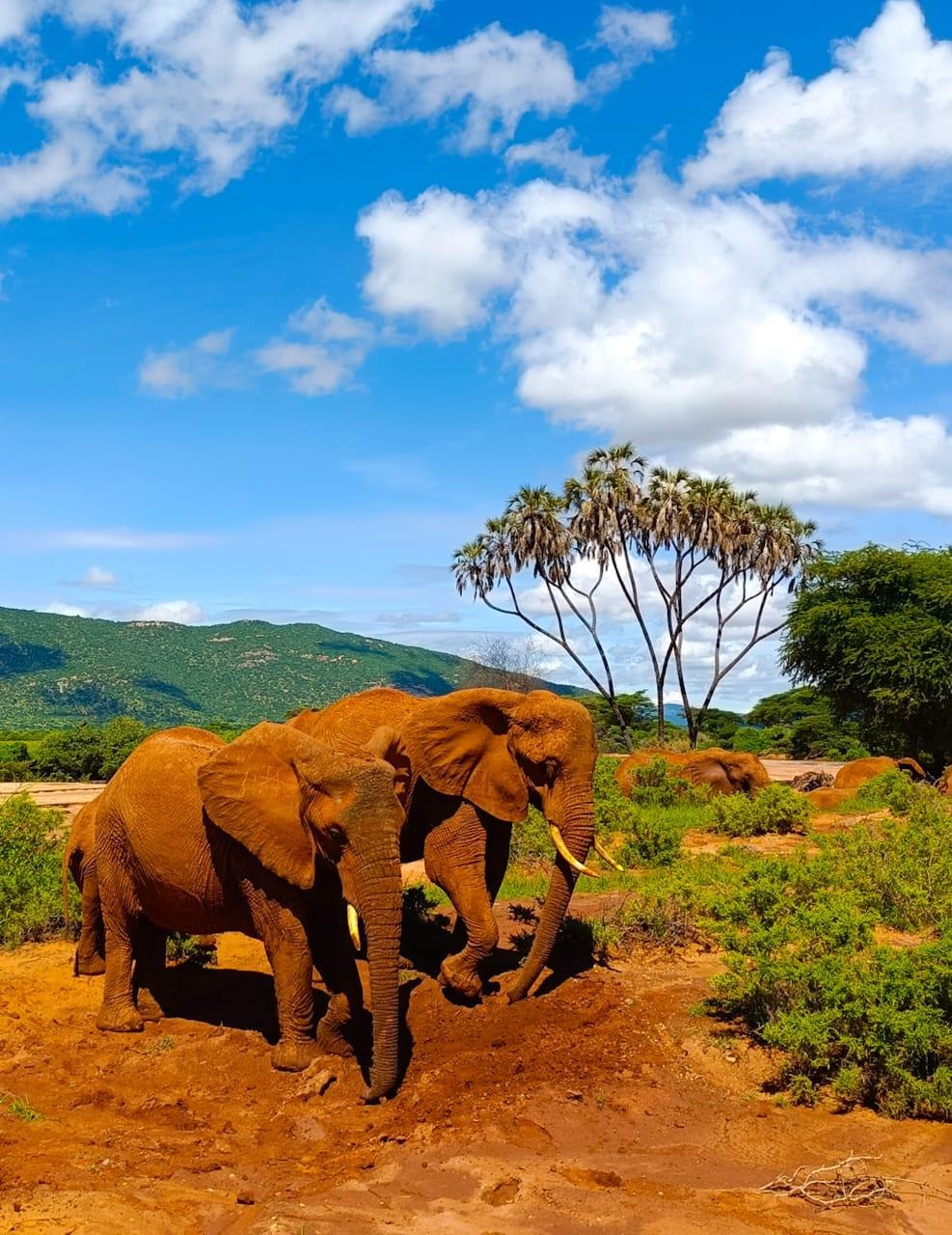 Ewaso Nyiro Elephant Encounters