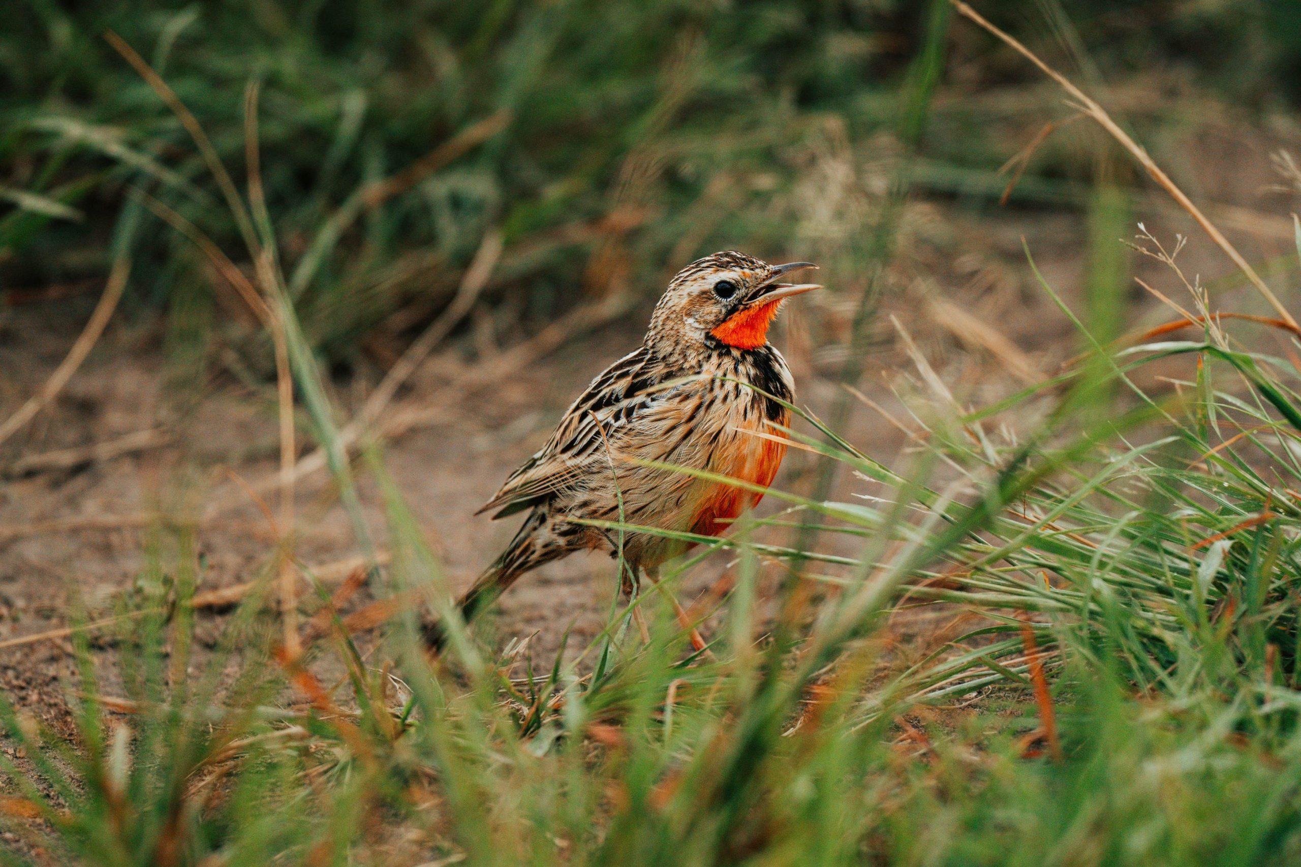 Birdwatching