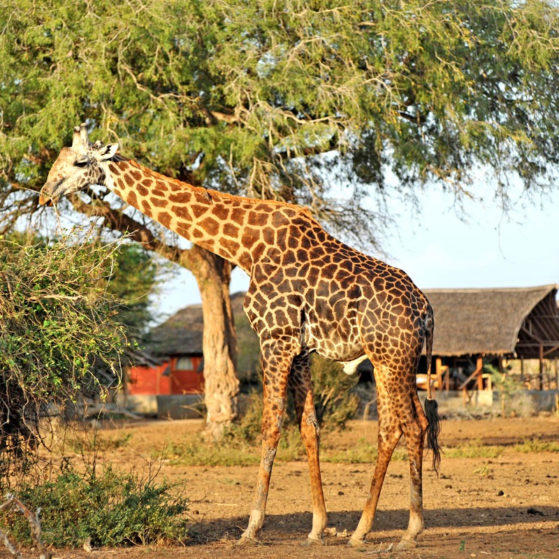 Satao Camp - image 6