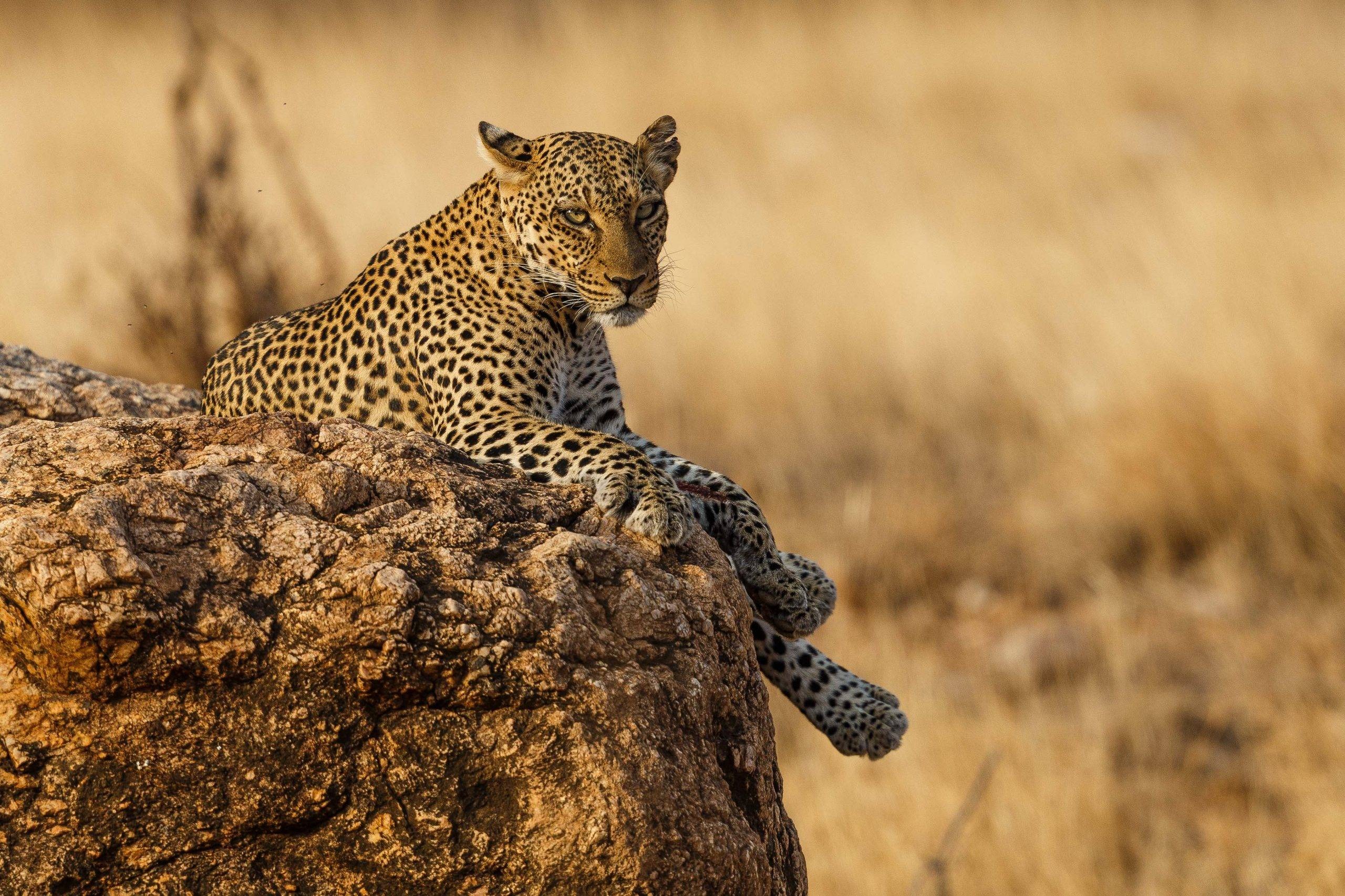 Samburu Special Five Game Drives