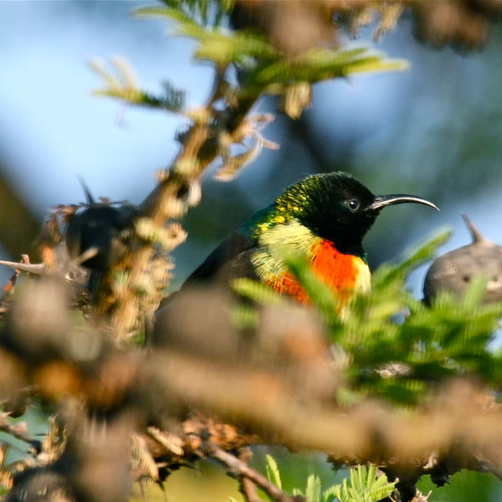 Chui Lodge - image 11