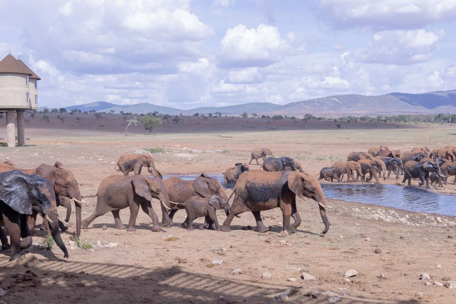 Salt Lick Safari Lodge, Taita Hills - image 3