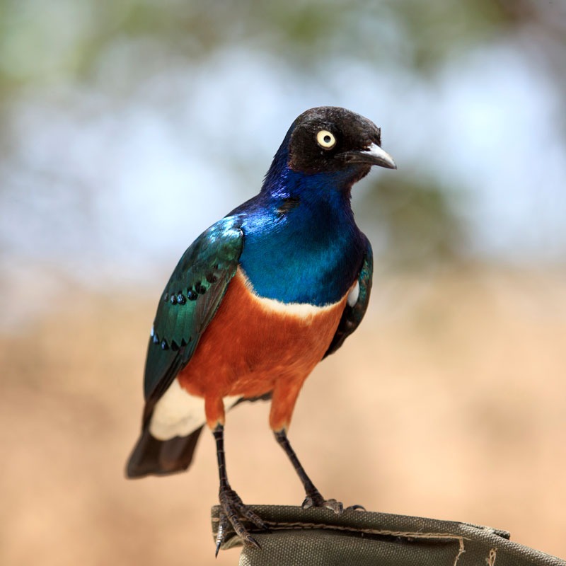 Birdwatching