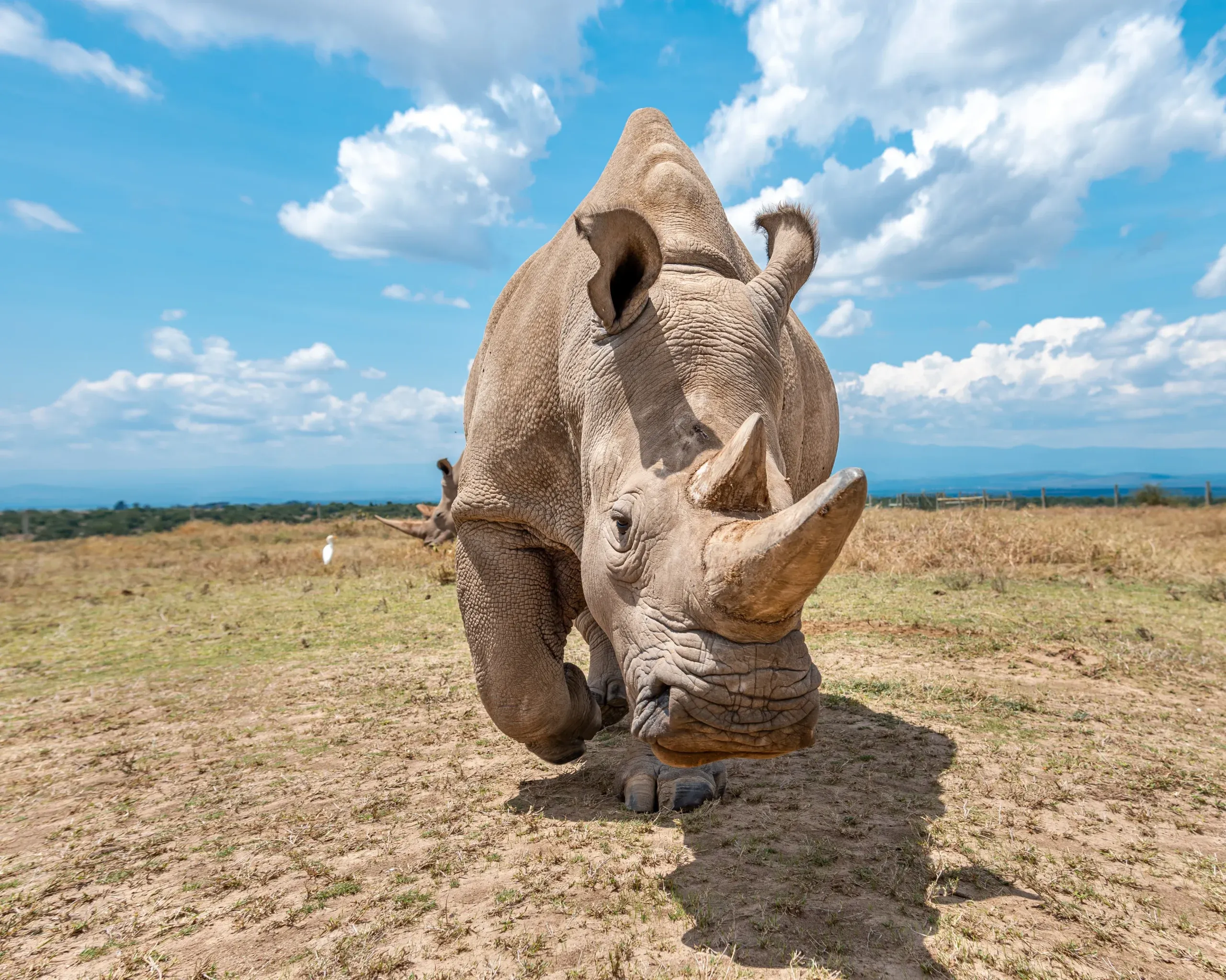 Northern White Rhino Encounter