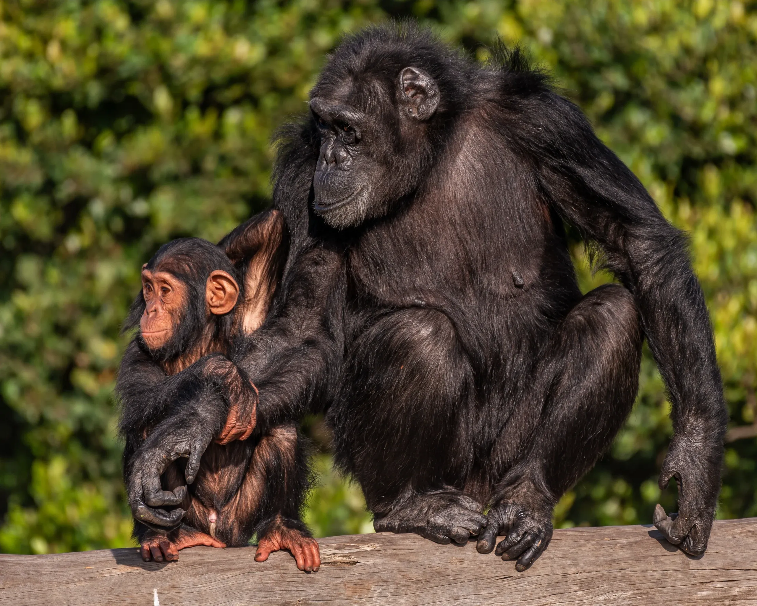 Ol Pejeta Conservancy wildlife