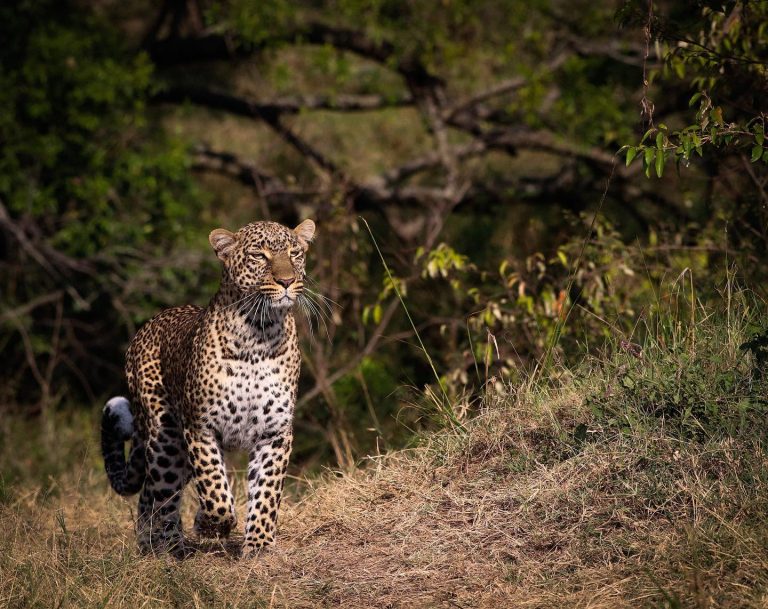 The elusive leopard on the plains of Mara