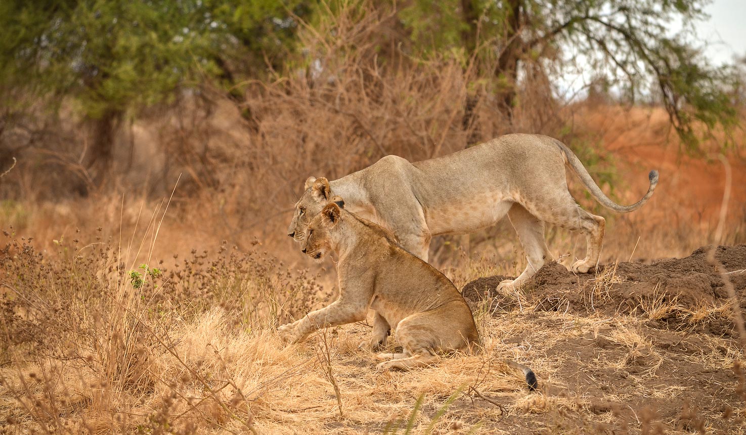 Lioness and her cub at meru national park