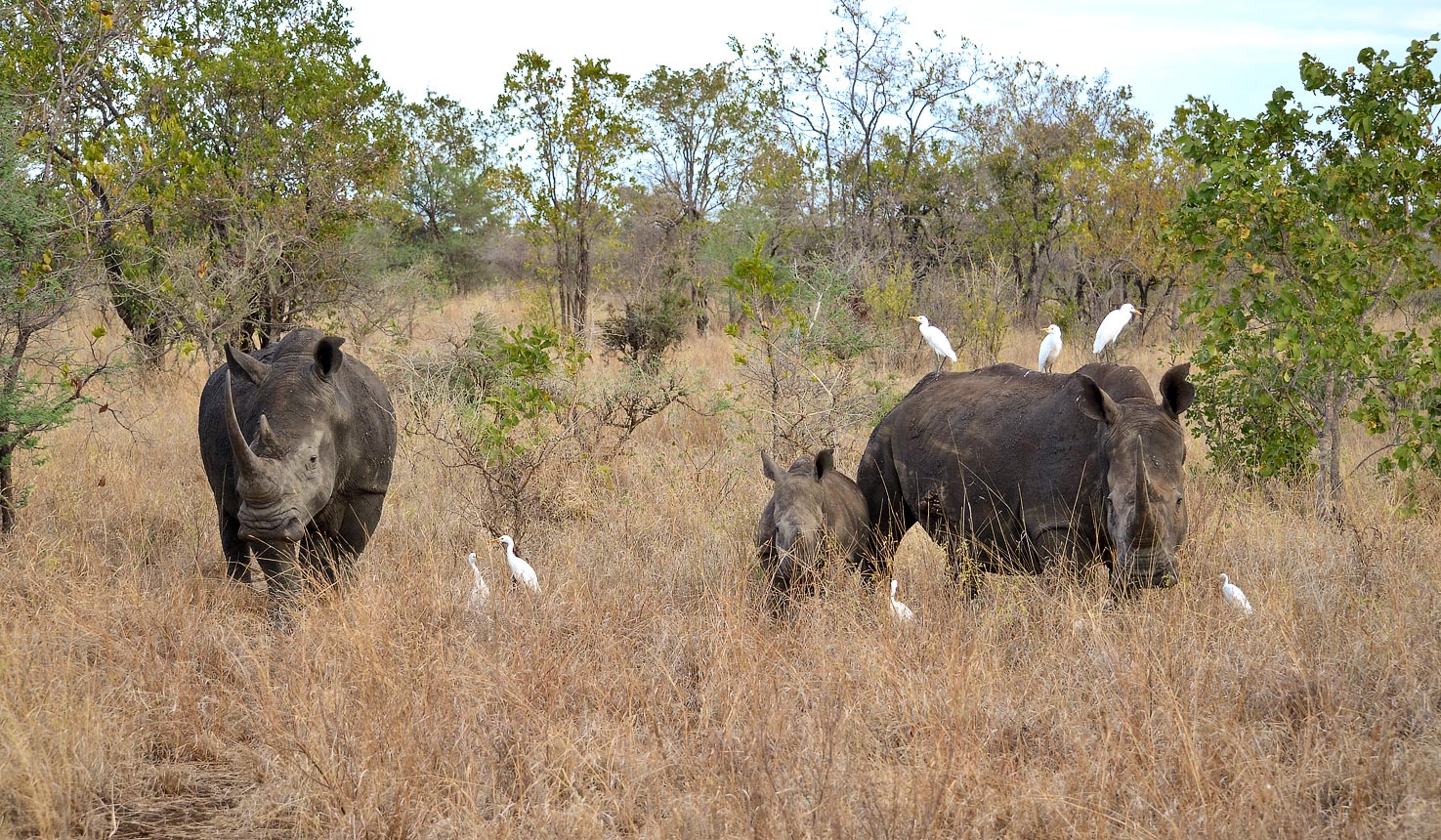 Rhinos at Meru National Park