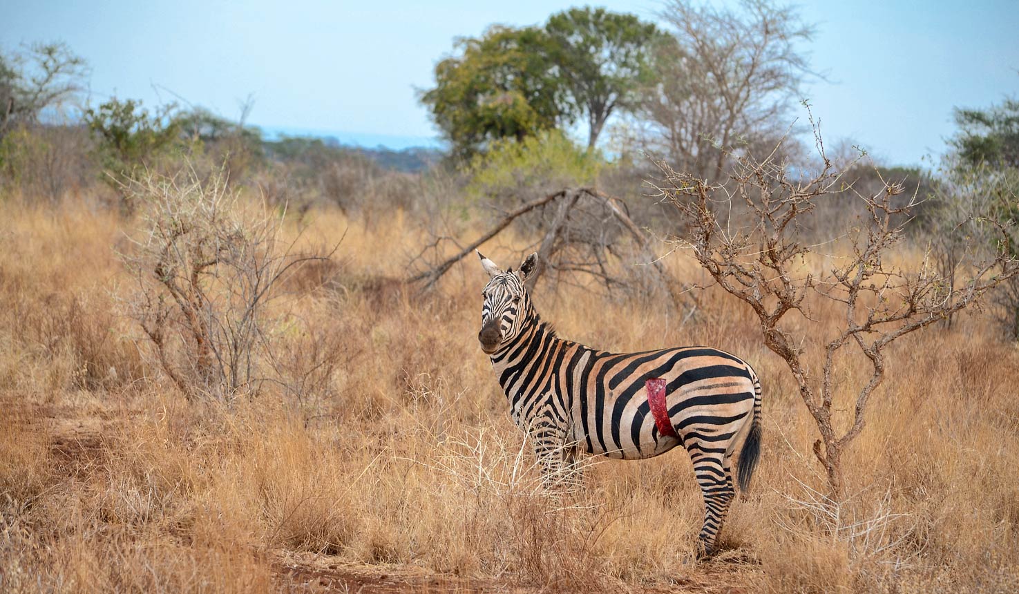 Injured zebra at Meru National Park