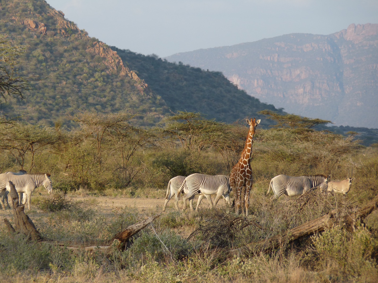 Spotting wildlife at Samburu National Reserve
