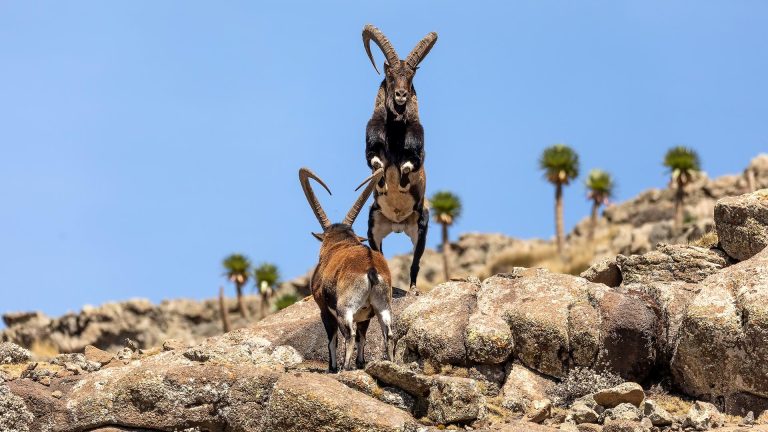 Safari in Ethiopia